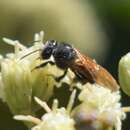 Image of Meliwillea bivea Roubik, Lobo Segura & Camargo 1997