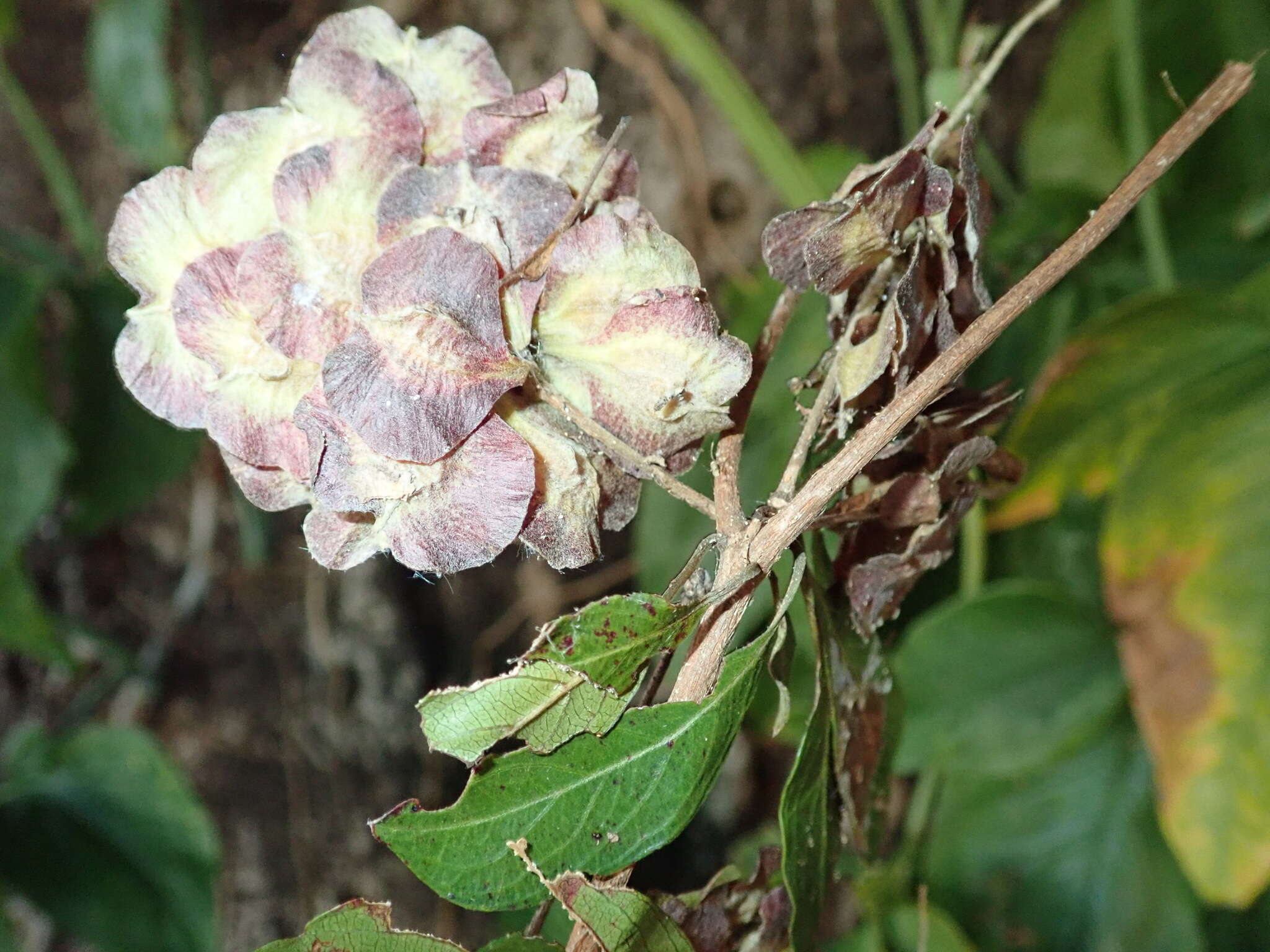 Sivun Terminalia tropophylla H. Perrier kuva