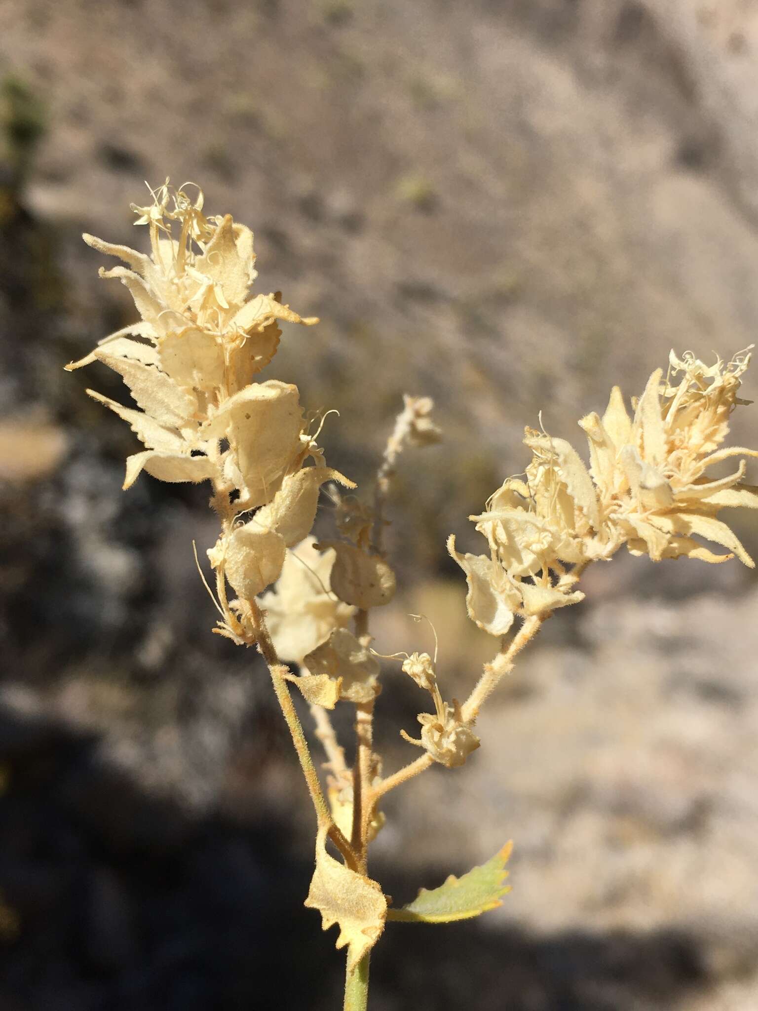 Image of shinyleaf sandpaper plant