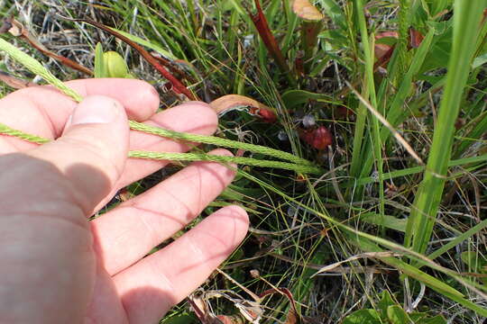 Image of southern bog clubmoss