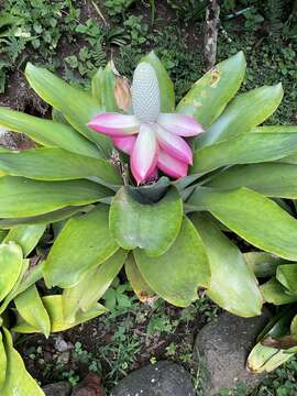 Image of Aechmea mariae-reginae H. Wendl.