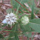 Imagem de Baccharoides adoensis (Sch. Bip. ex Walp.) H. Rob.