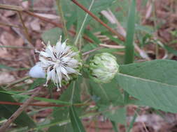 Image of Baccharoides adoensis (Sch. Bip. ex Walp.) H. Rob.