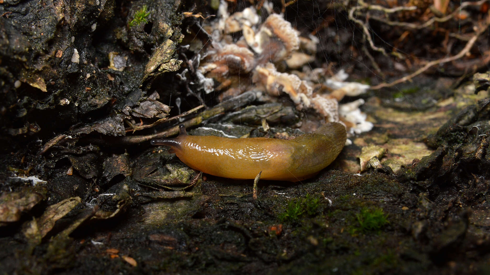 Malacolimax tenellus (O. F. Müller 1774)的圖片