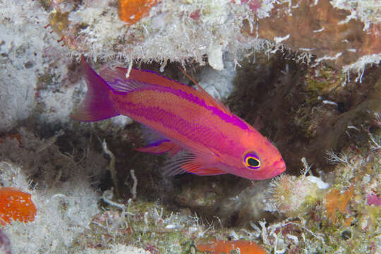 Image of Randall's anthias