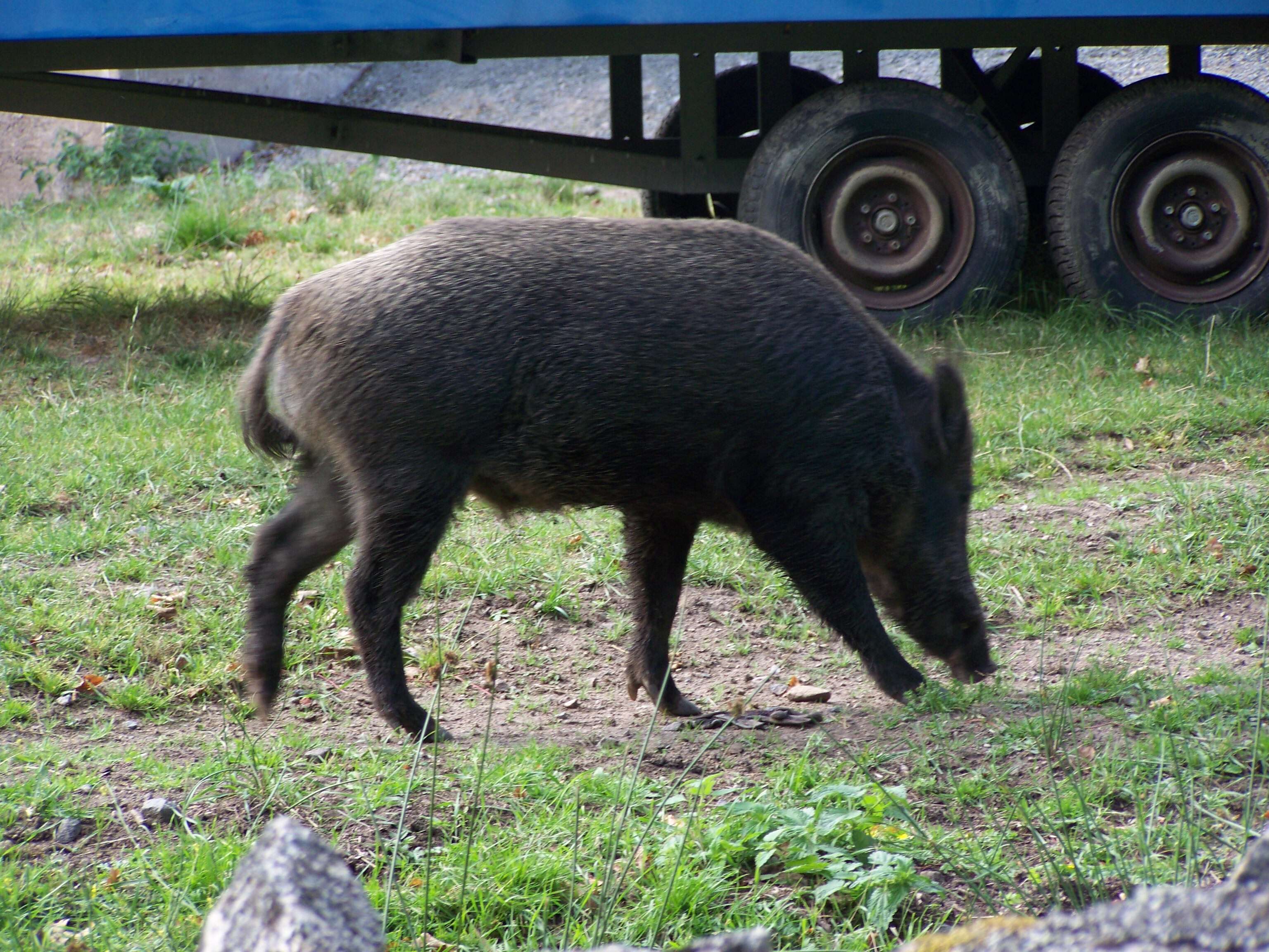 Imagem de Sus scrofa scrofa Linnaeus 1758