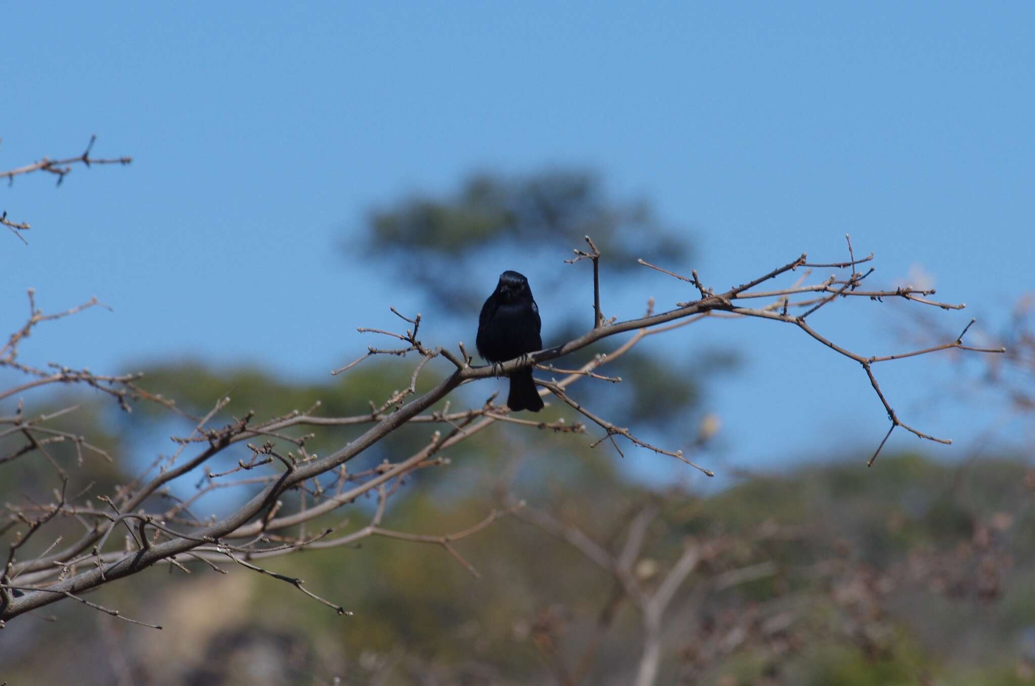 Image de <i>Melaenornis pammelaina poliogygna</i>