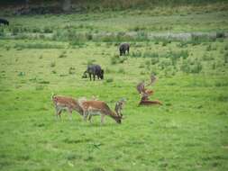 Imagem de Sus scrofa scrofa Linnaeus 1758