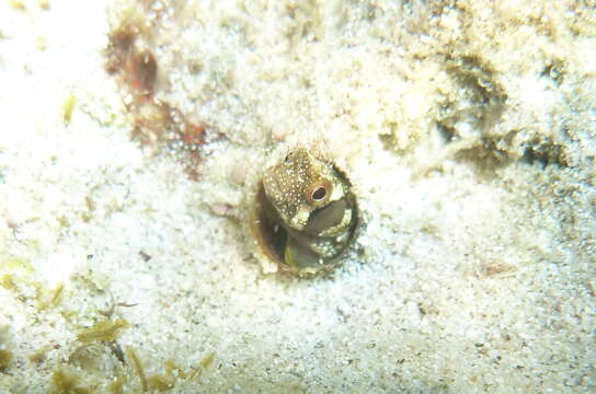 Image of Browncheek Blenny