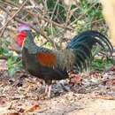 Image of Green Junglefowl