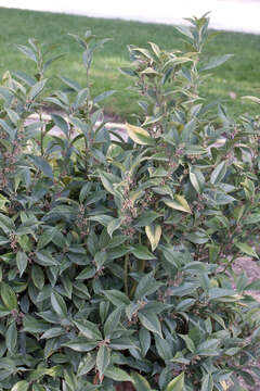 Plancia ëd Sarcococca orientalis C. Y. Wu