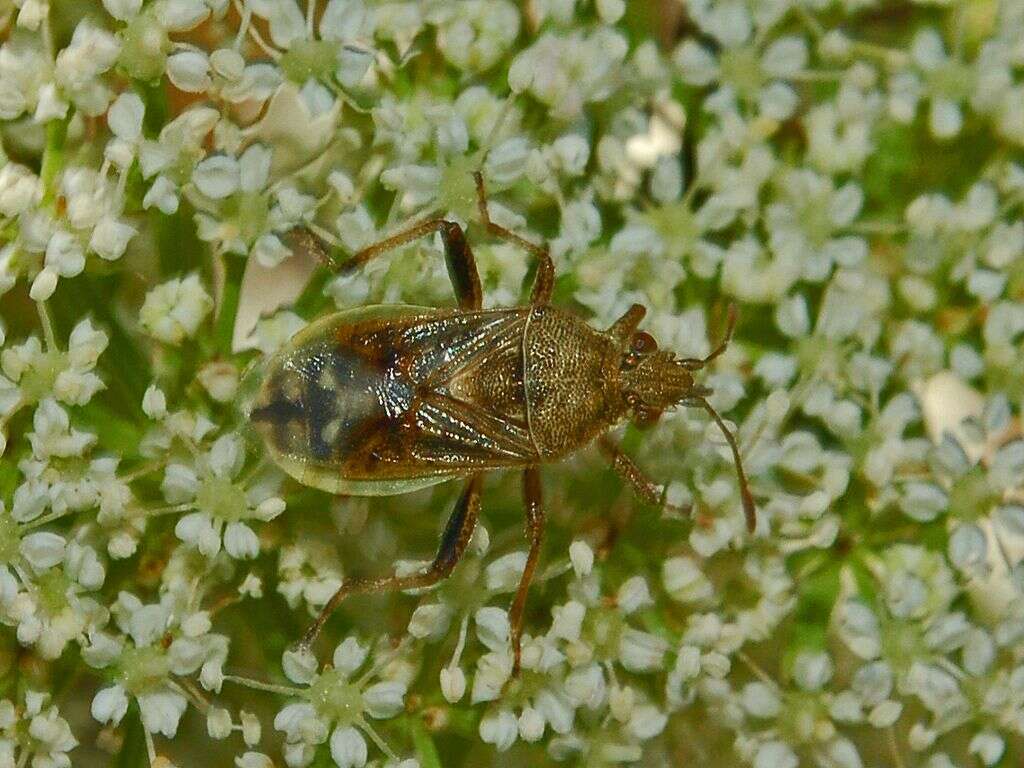 Rhopalus (Rhopalus) lepidus Fieber 1861 resmi