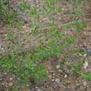 Image of leathery knotweed