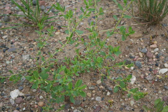 Polygonum achoreum Blake resmi