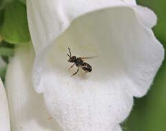 Image of Plebeia emerina (Friese 1900)