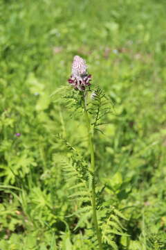 Pedicularis atropurpurea Nordm. resmi