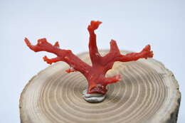 Image of Red coral