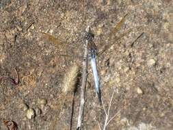 Image of Orthetrum caledonicum (Brauer 1865)