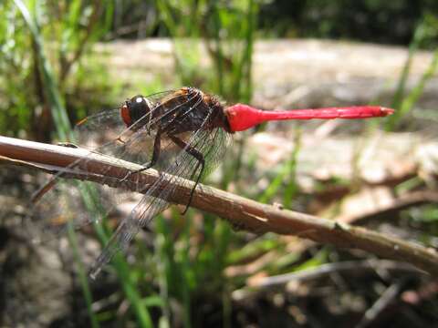 Image of Orthetrum villosovittatum (Brauer 1868)