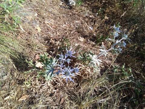 Eryngium amethystinum L. resmi