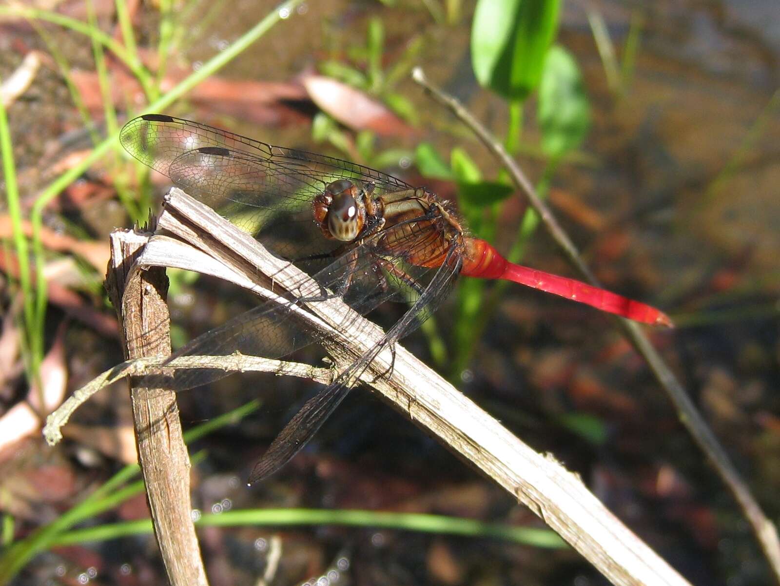 Image of Orthetrum villosovittatum (Brauer 1868)