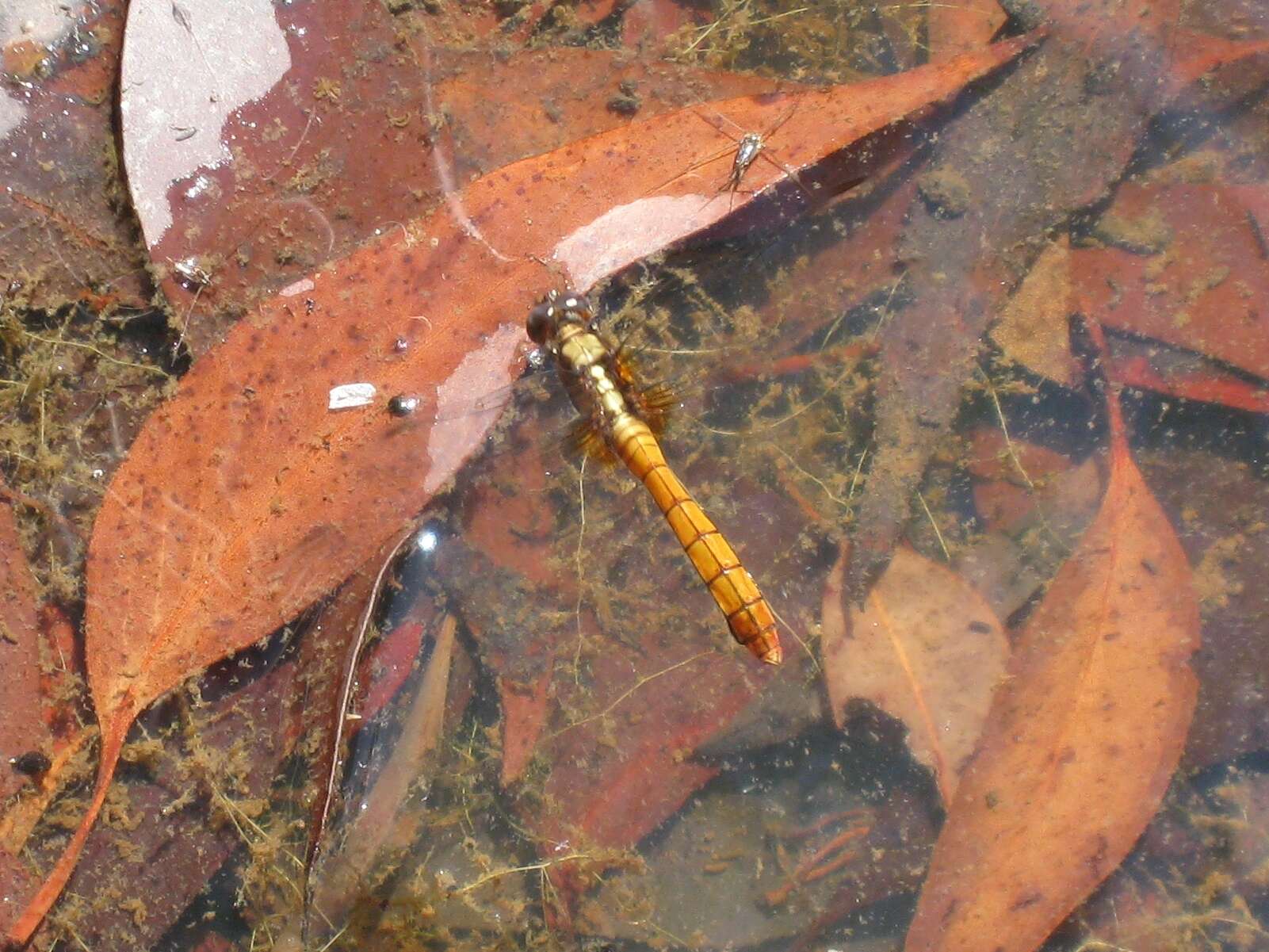 Image of Orthetrum villosovittatum (Brauer 1868)