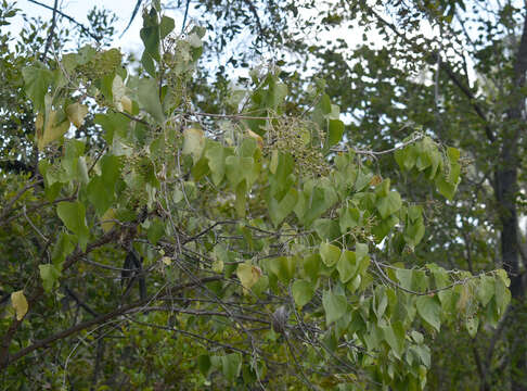 Imagem de Premna acuminata R. Br.