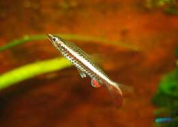 Image of Diptail pencilfish