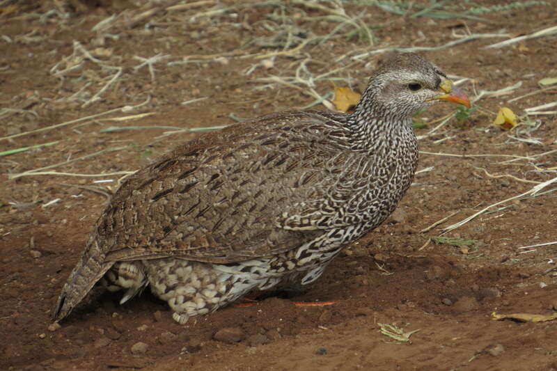 Image of Natal Francolin