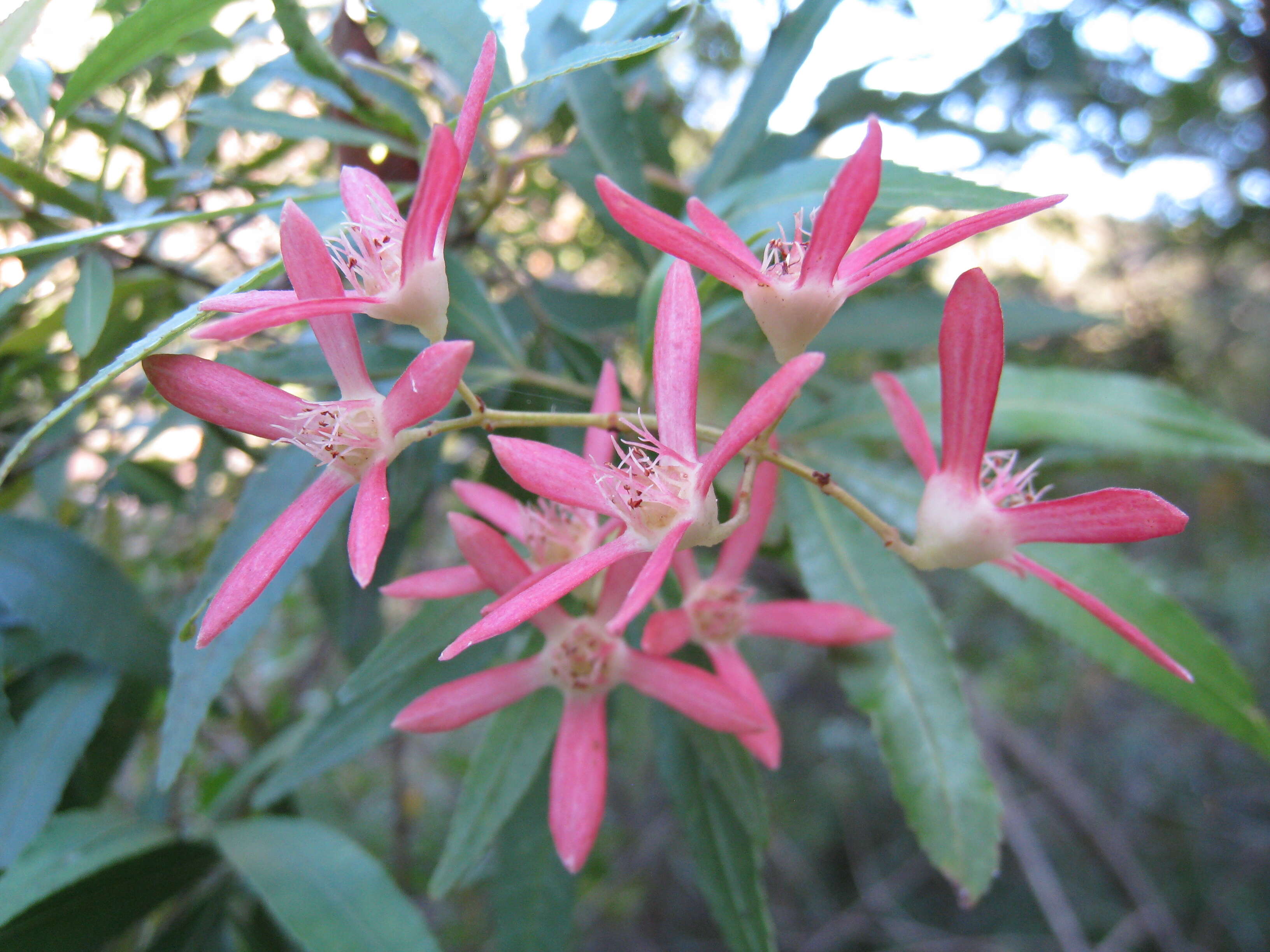 Image of Ceratopetalum gummiferum Sm.