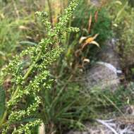 Image of tidalmarsh amaranth