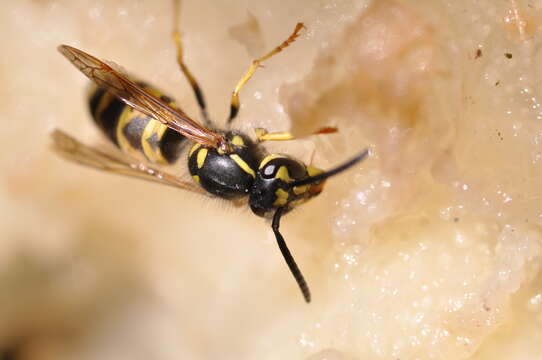 Image of Common wasp