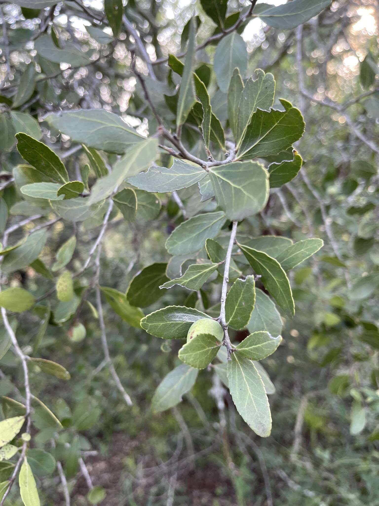 Sivun Mystroxylon aethiopicum subsp. schlechteri (Loes.) R. H. Archer kuva