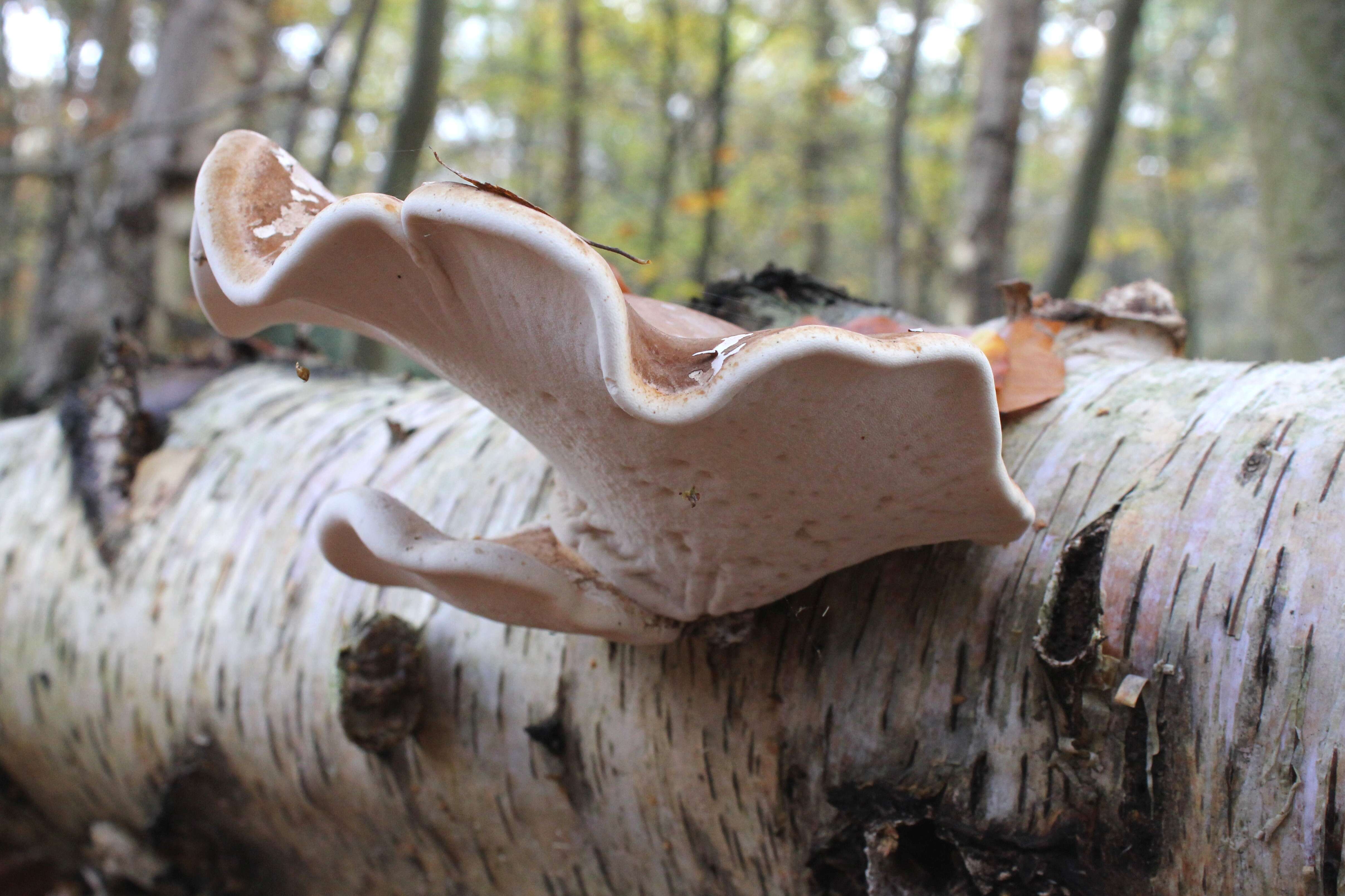 Image of birch polypore