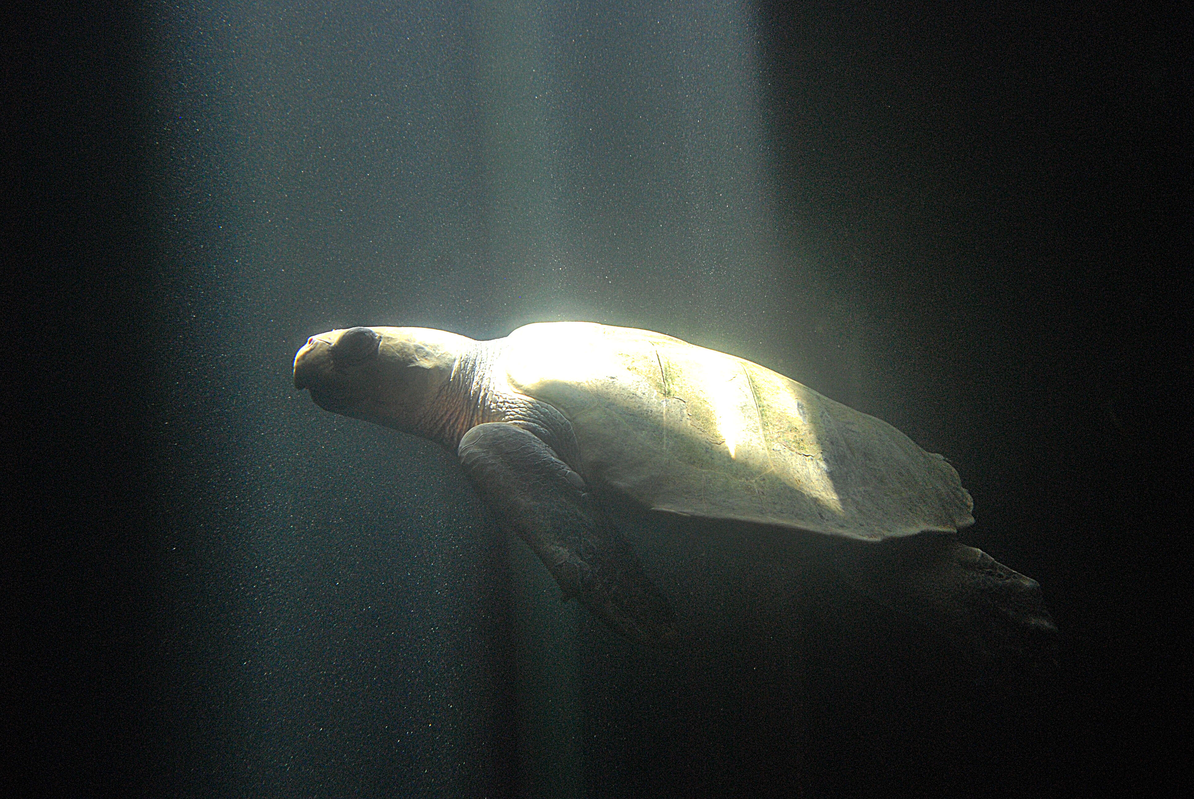 Image of Ridley sea turtles