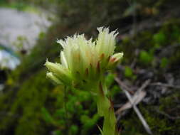 Imagem de Sempervivum globiferum subsp. arenarium (W. D. J. Koch) H.