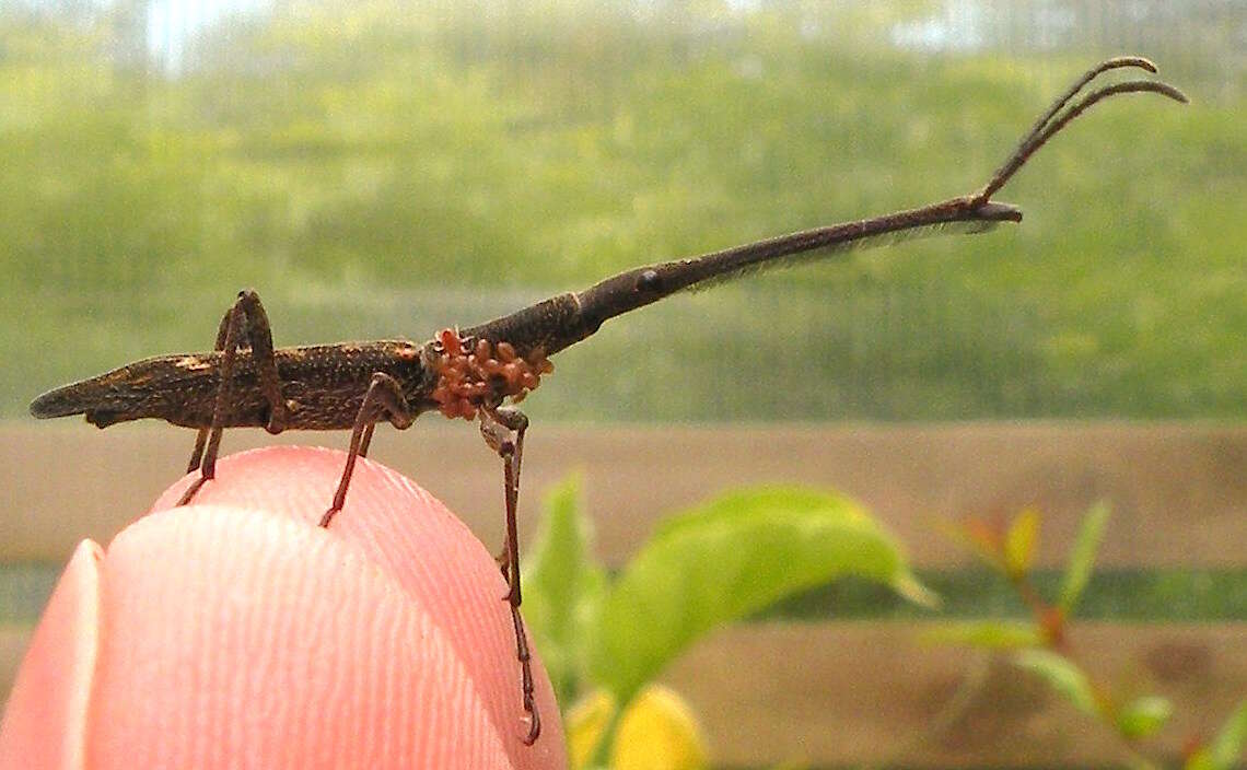 Image of Giraffe weevil