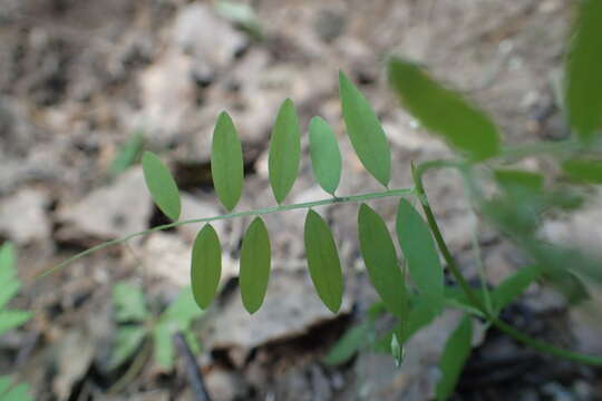 Imagem de Vicia pubescens (DC.) Link