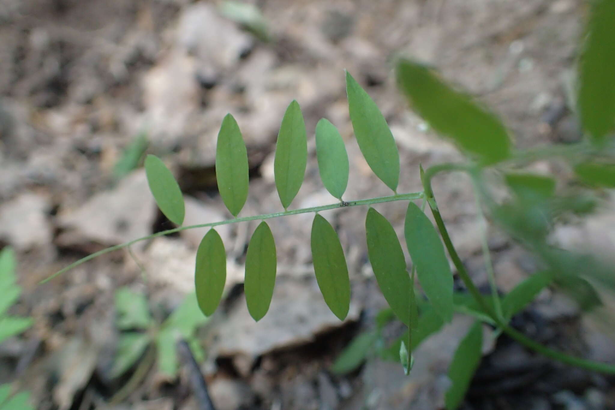 Image of Vicia pubescens (DC.) Link