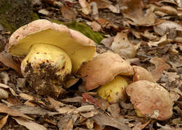 Image de Butyriboletus persolidus D. Arora & J. L. Frank 2014