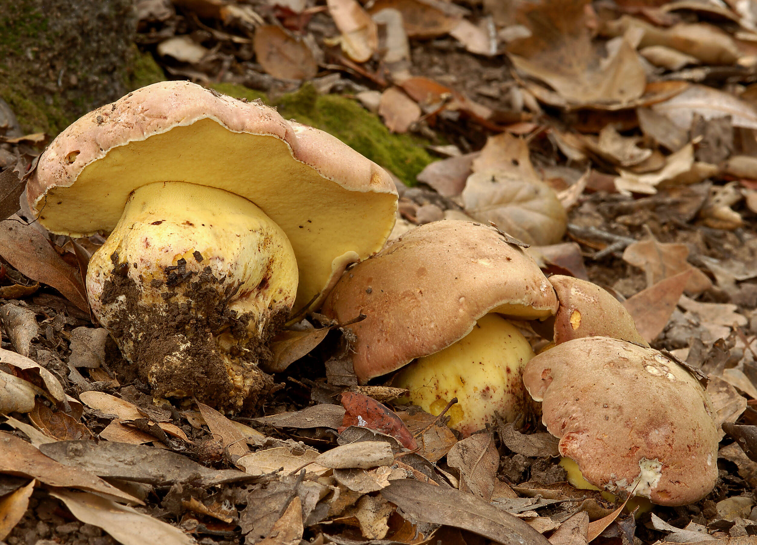 Image de Butyriboletus persolidus D. Arora & J. L. Frank 2014