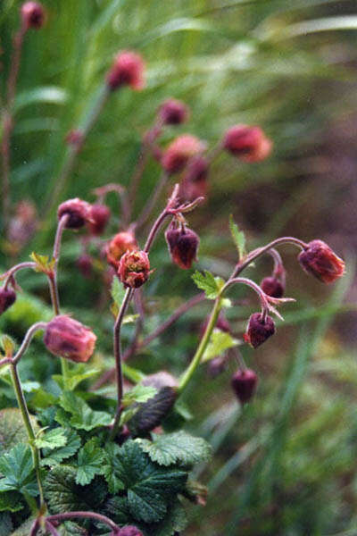 Image of Water Avens