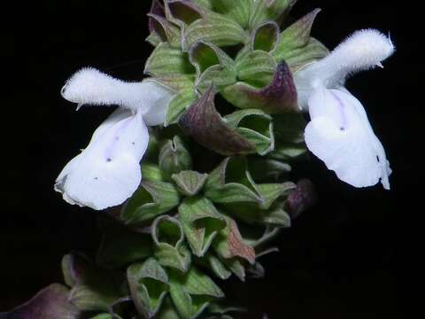 Salvia shannonii Donn. Sm. resmi