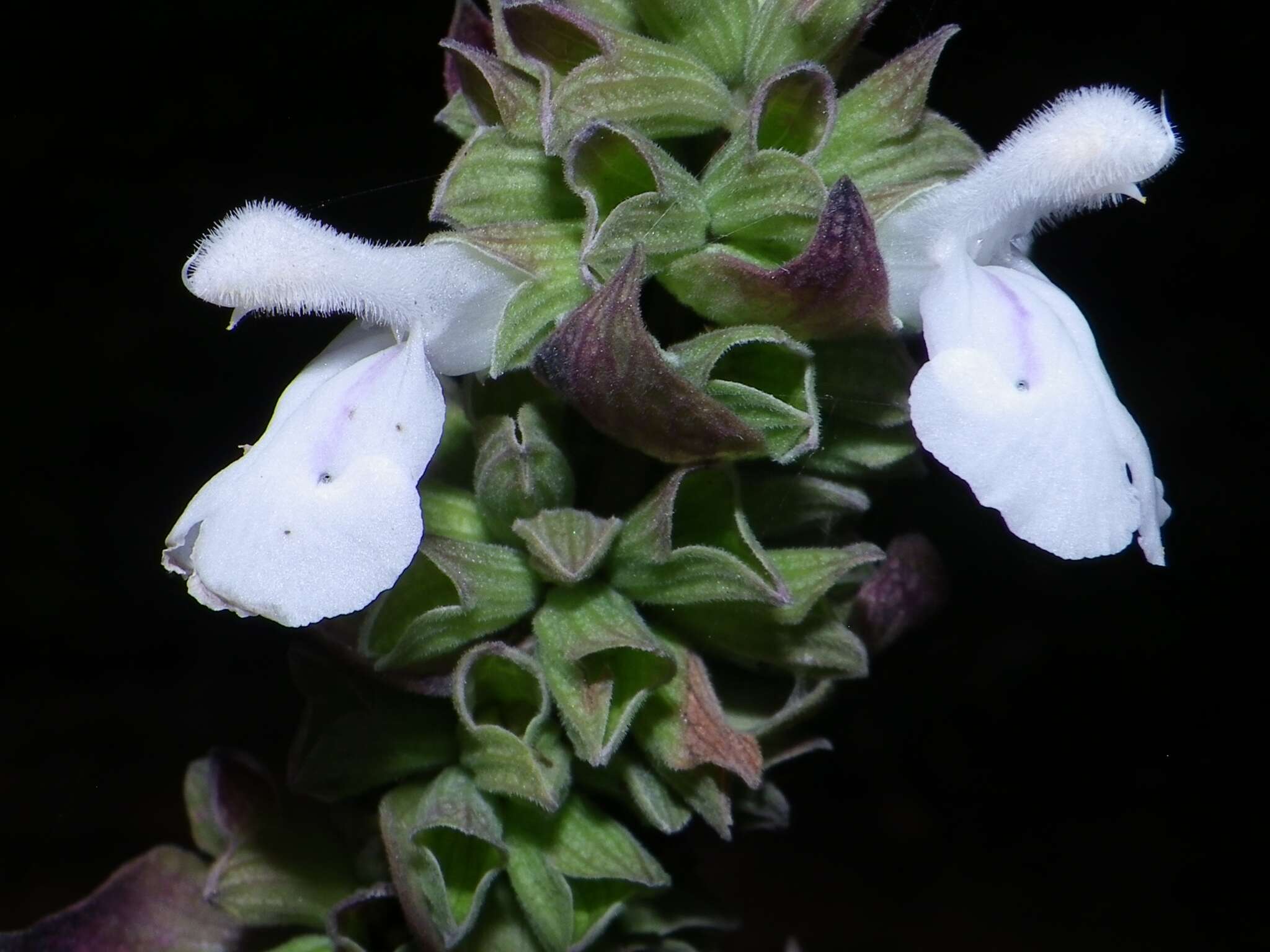 Imagem de Salvia shannonii Donn. Sm.