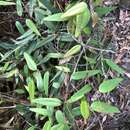 Image of Smilax glyciphylla Sm.