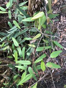 Image of Smilax glyciphylla Sm.