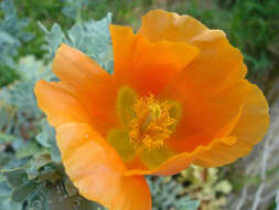 Image of Yellow Horned Poppy