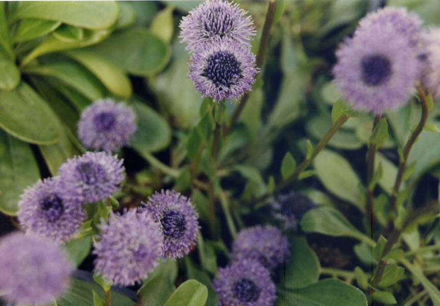 Image of Globularia bisnagarica L.