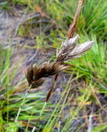 Image of Thamnochortus cinereus H. P. Linder