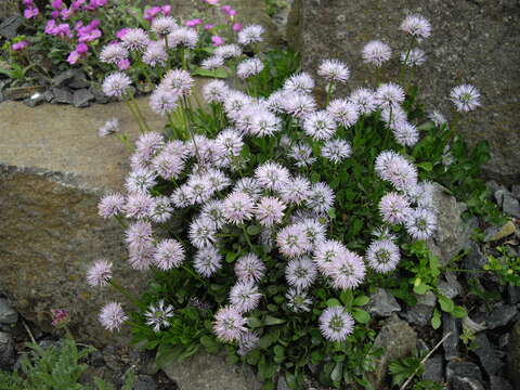 Sivun Globularia trichosantha Fischer & C. A. Meyer kuva